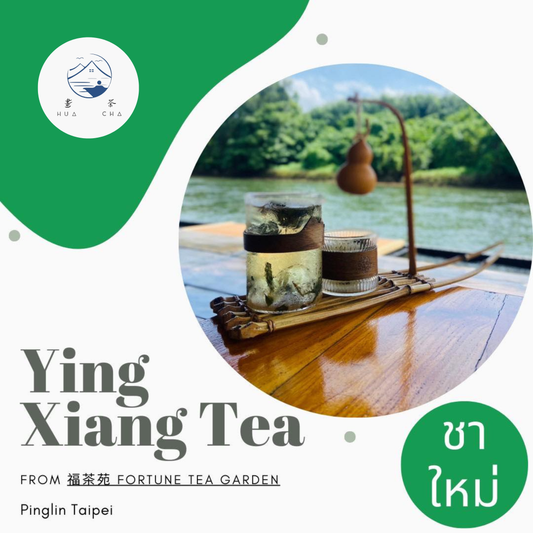 Taiwan YING XIANG Oolong tea